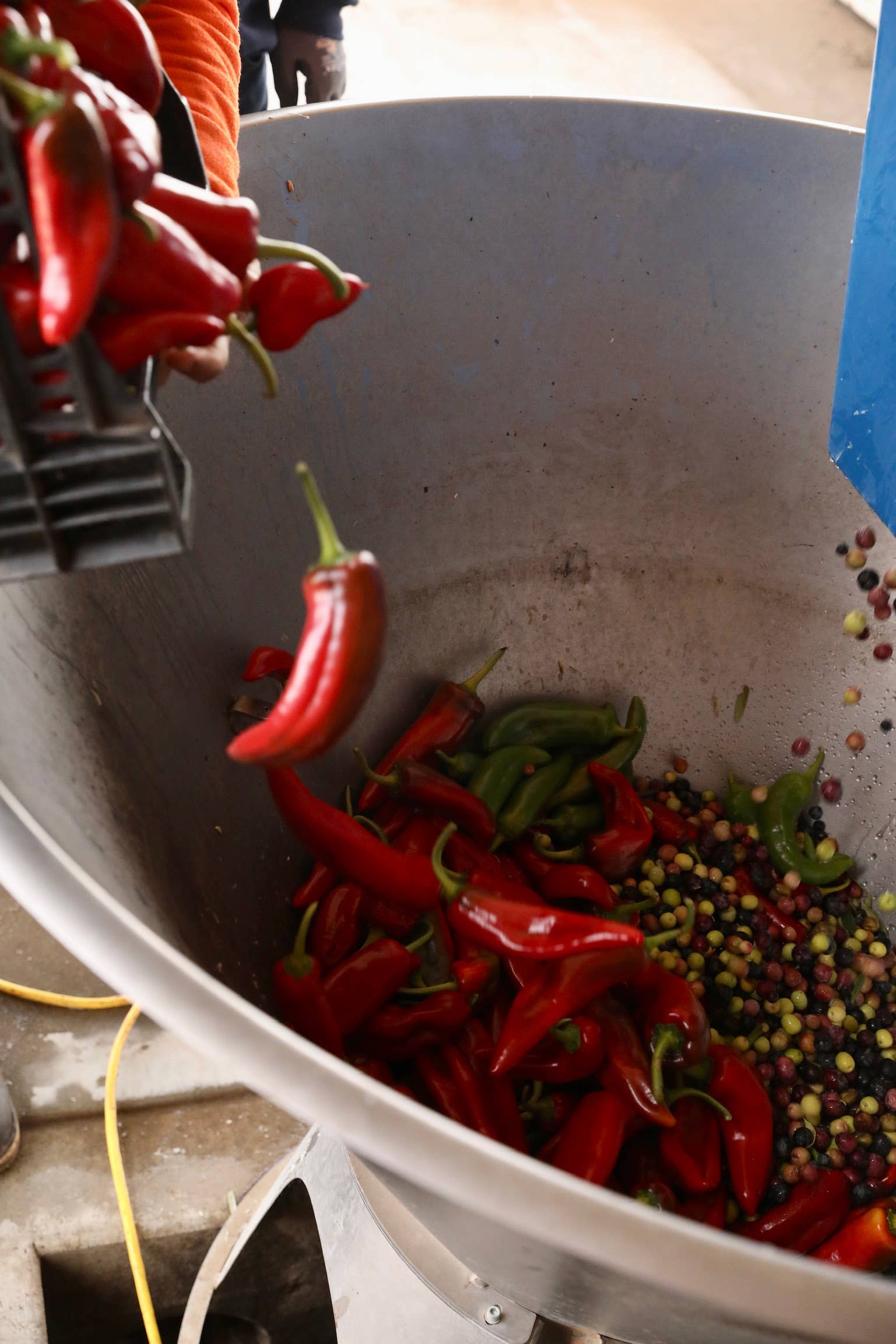 Cí Cí Chili Oil - Good Food Award Winner!